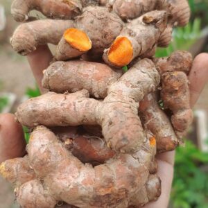 lakadong turmeric seeds